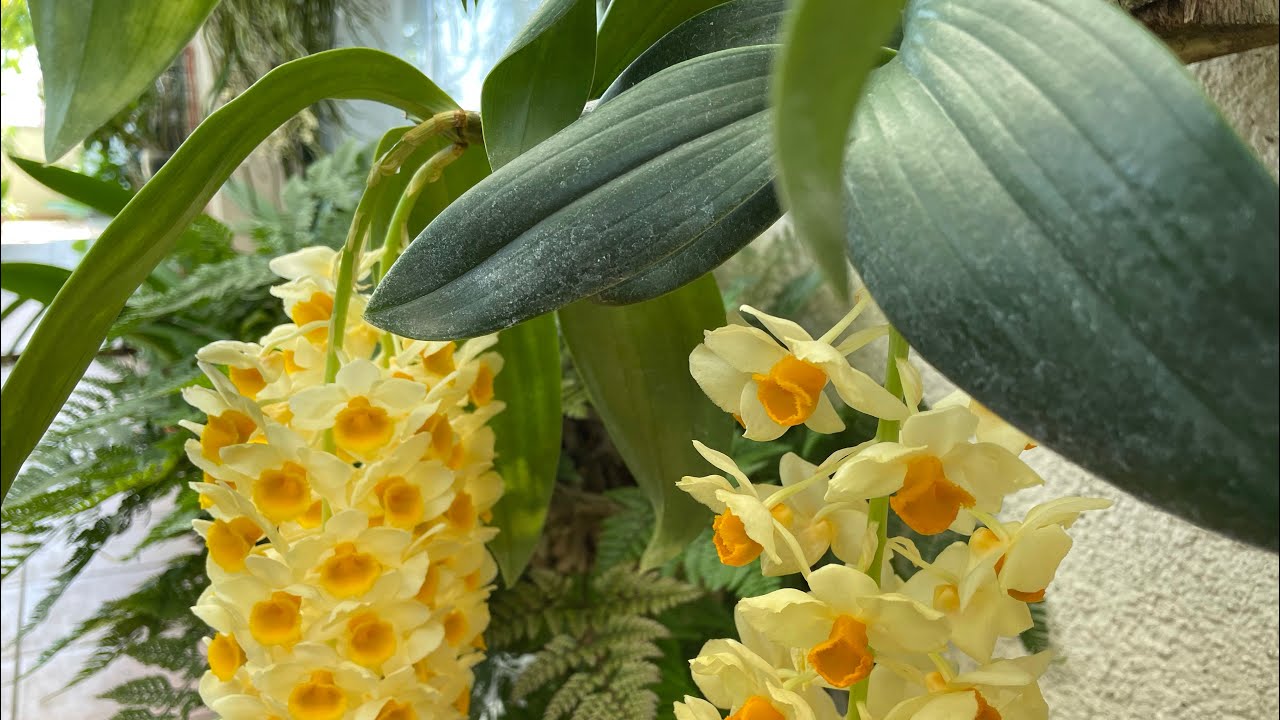 DENDROBIUM DENSIFLORUM (LA ORQUIDEA MAGICA)
