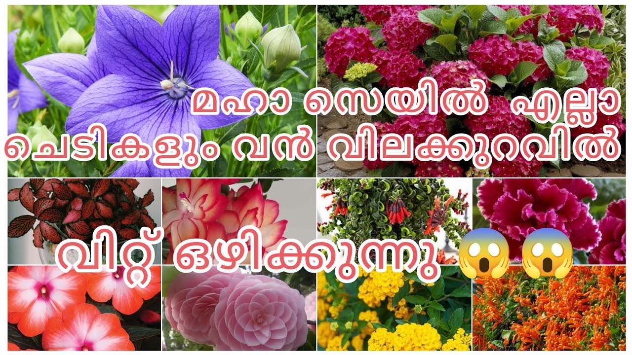 മഹാ സെയിൽ എല്ലാ ചെടികളും വൻ വിലക്കുറവിൽ വിറ്റൊഴിക്കുന്നു 😱😱😱😱😱🥰🥰🥰🥰🥰❤️❤️❤️❤️💥💥💥🌿🌿🌺🌺🌺