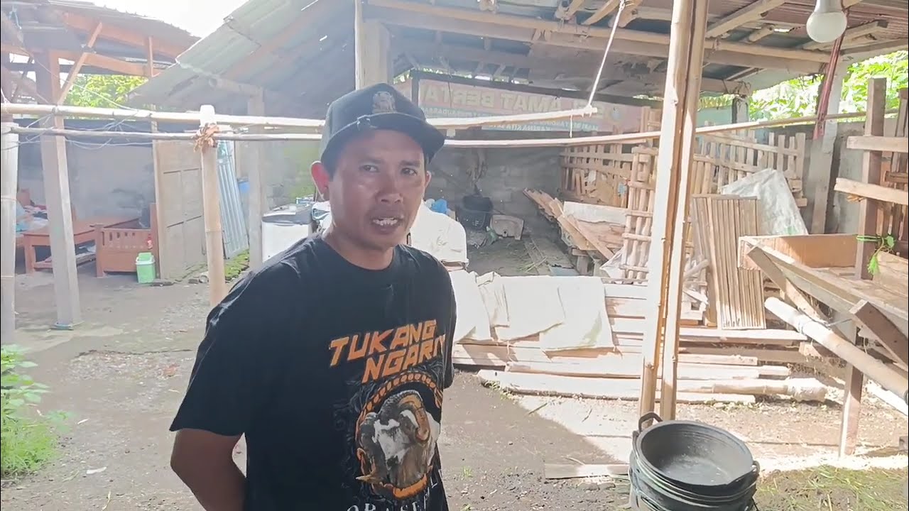 Seorang ASN Sukses Ternak Domba #domba #dombakontes #shorts #viral #fyp #trending