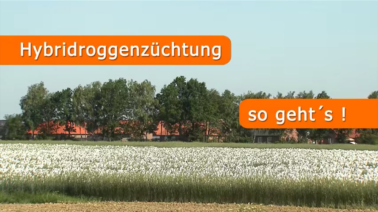 Hybridroggenzüchtung - so geht's