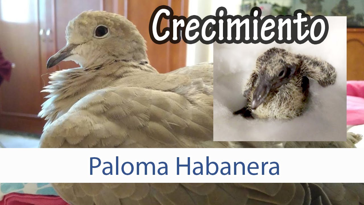 Crecimiento de paloma turca/habanera bebé
