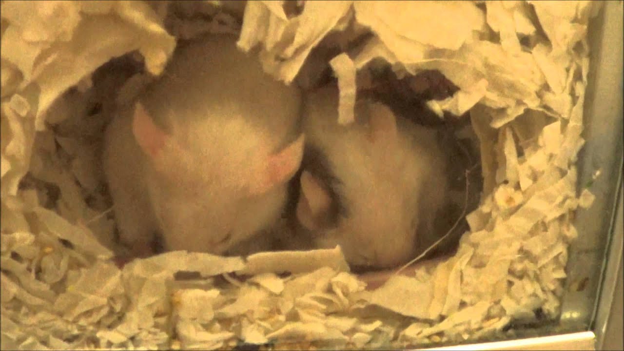 Mice in nest