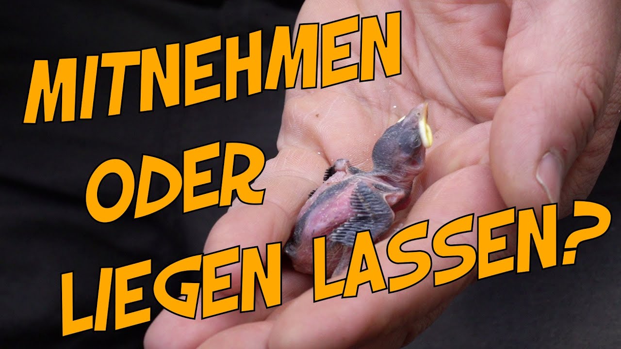 Amsel gefunden: Was tun?