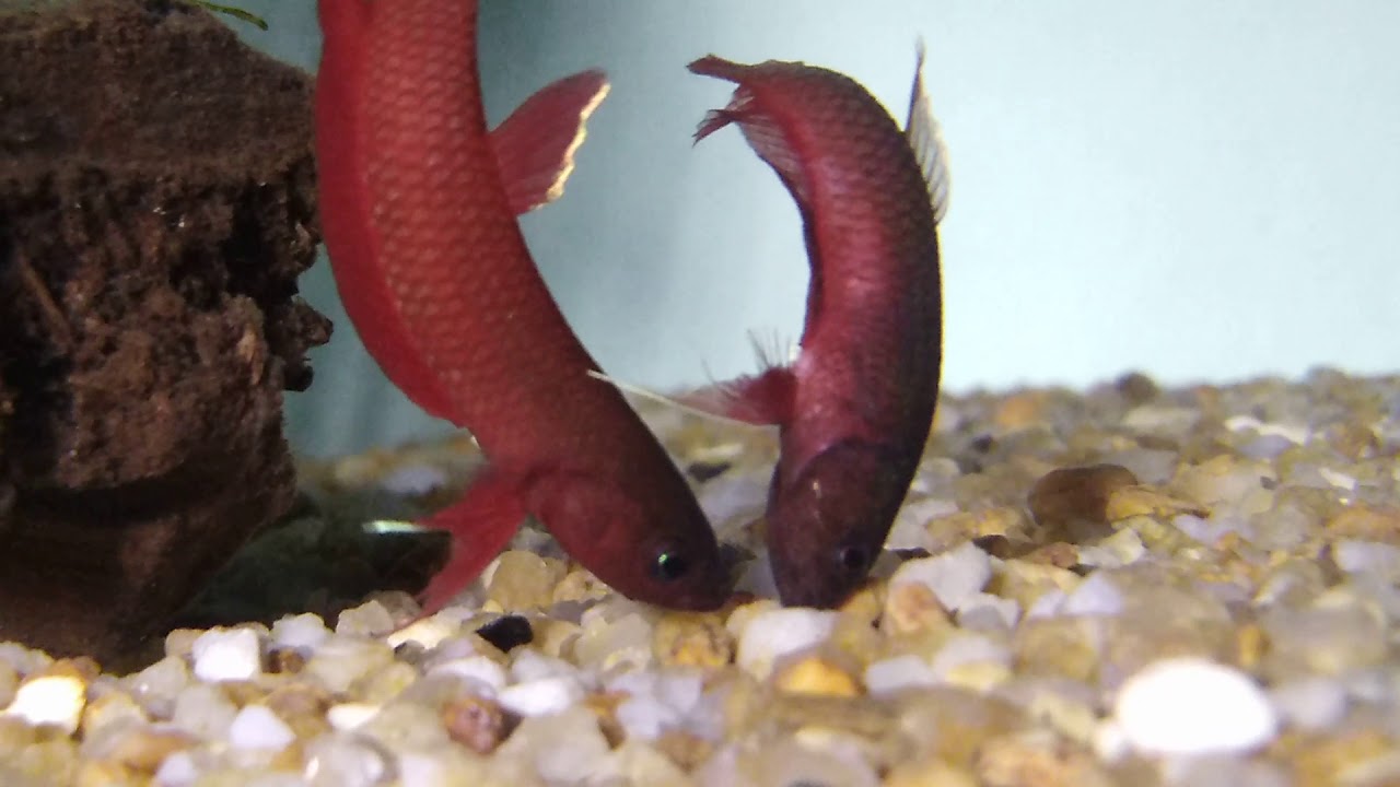 Betta api-api spawning