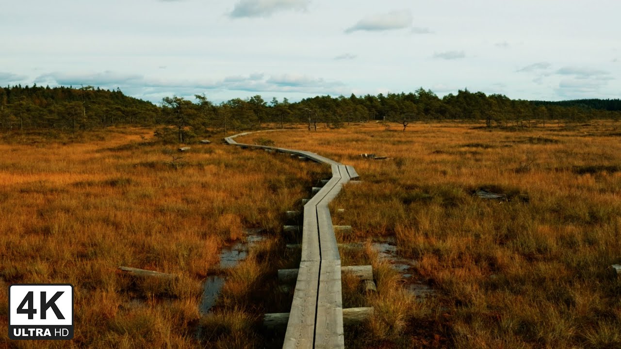Peaceful Walk on Wooden Boardwalks, Autumn Colors – Torronsuo National Park, Finland