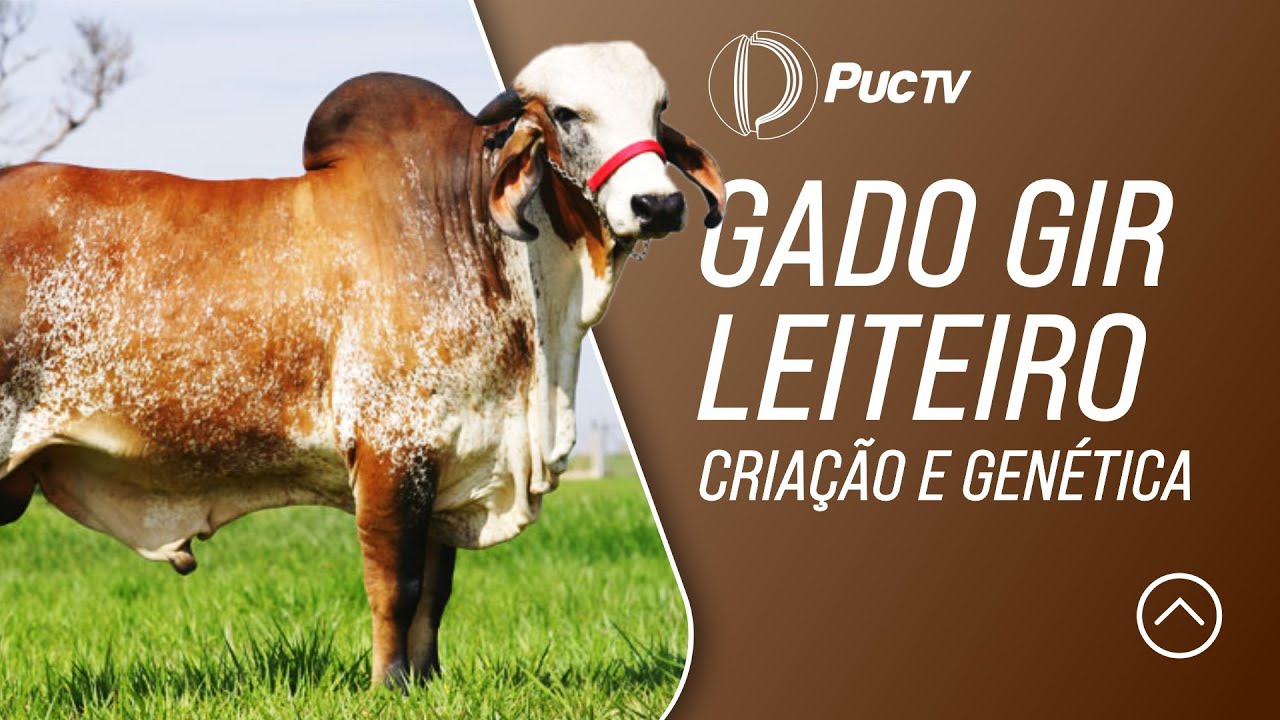 GADO GIR LEITEIRO: CRIAÇÃO E GENÉTICA