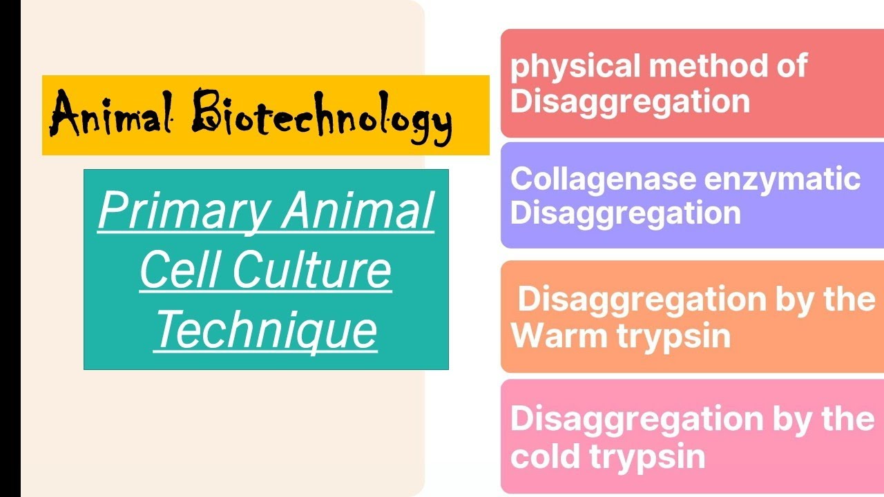 primary animal cell culture | Disaggregation of animal tissue by enzymatic and physical method