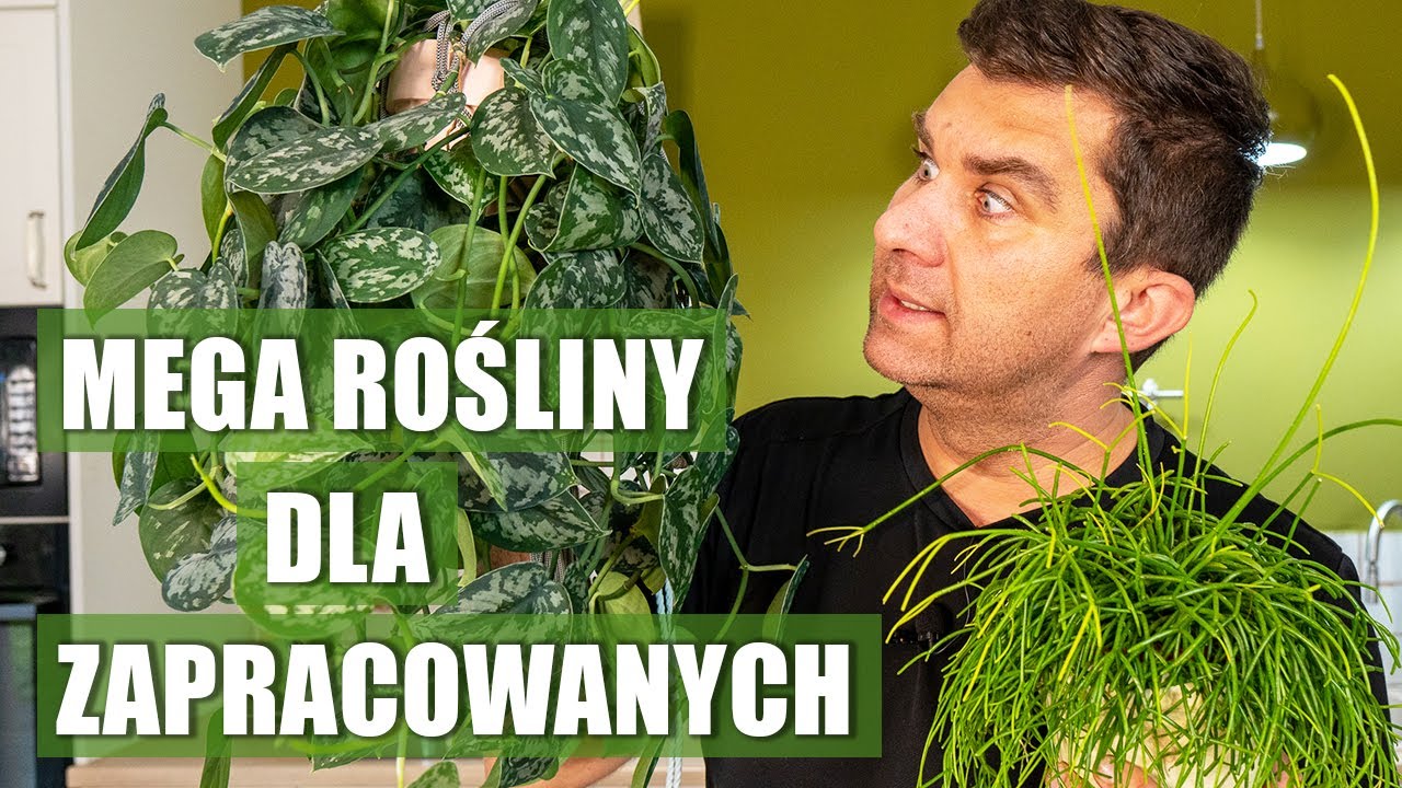 Nie masz czasu? Te rośliny są właśnie dla Ciebie!