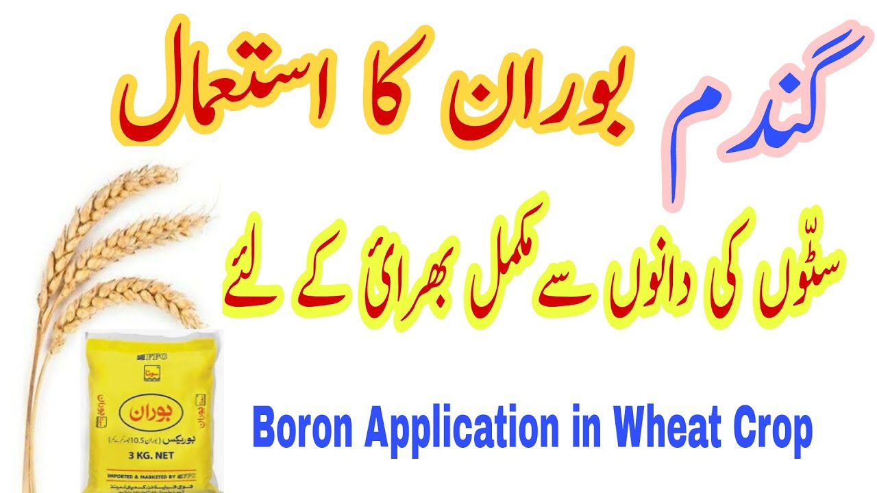 Boron Application in Wheat Crop | How to fill wheat spikes with grain | How to use Boron in Wheat