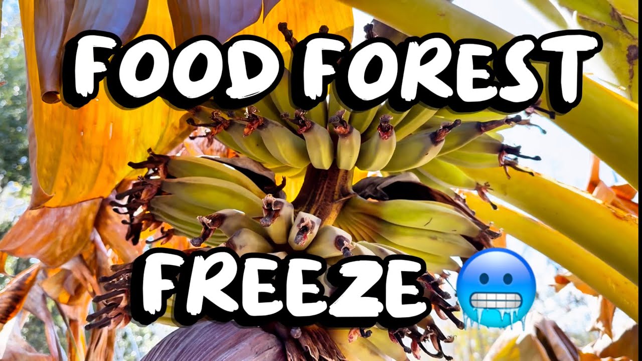 Florida Food Forest Freeze 🥶 What Survived 25 Degrees in My Tampa Food Forest