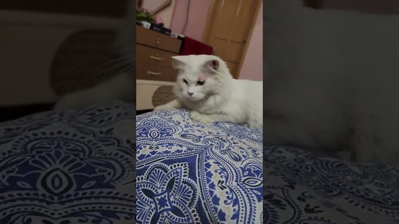 زریاب خان بلیوں کیساتھ