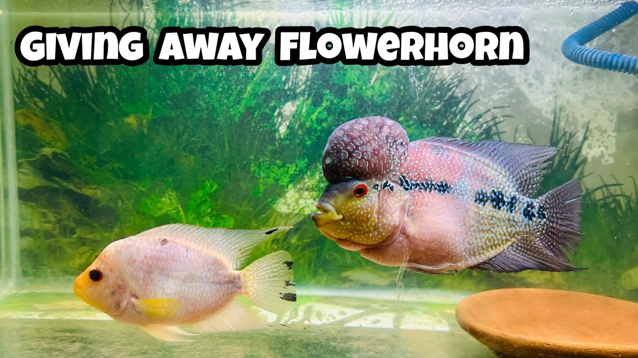 Flowerhorn | Yellow Flowerhorn | Giving away Flowerhorn fish | Indian Aqua Boy03 vlog