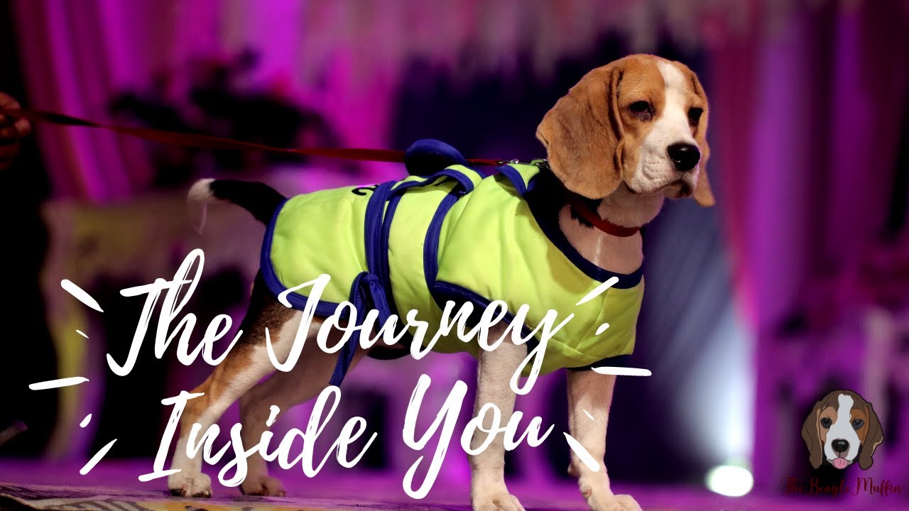 Muffin's GIFs Compilation Video By GOOGLE | TheBeagleMuffin