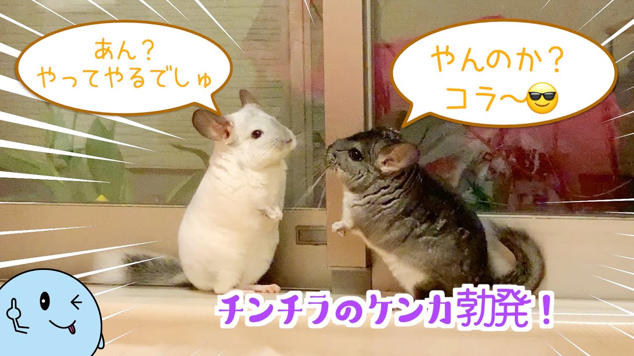 チンチラのケンカの様子 たまに起こる激しいバトル！
