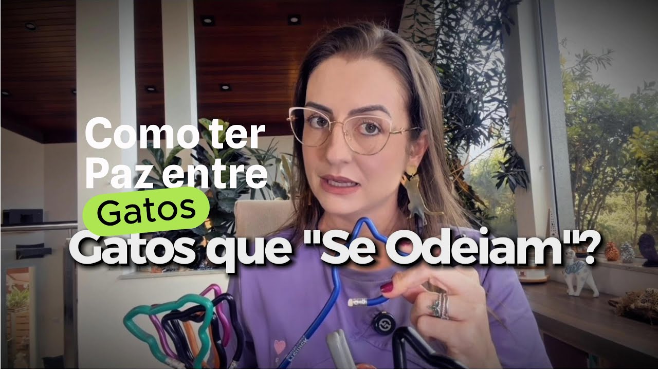 Gatos que se odeiam? Restaure a paz na sua casa.