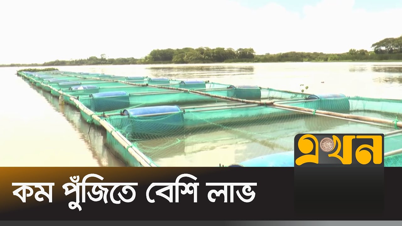 ভোলায় জনপ্রিয় হয়ে উঠেছে খাঁচায় মাছ চাষ | Bhola Fish | Ekhon TV