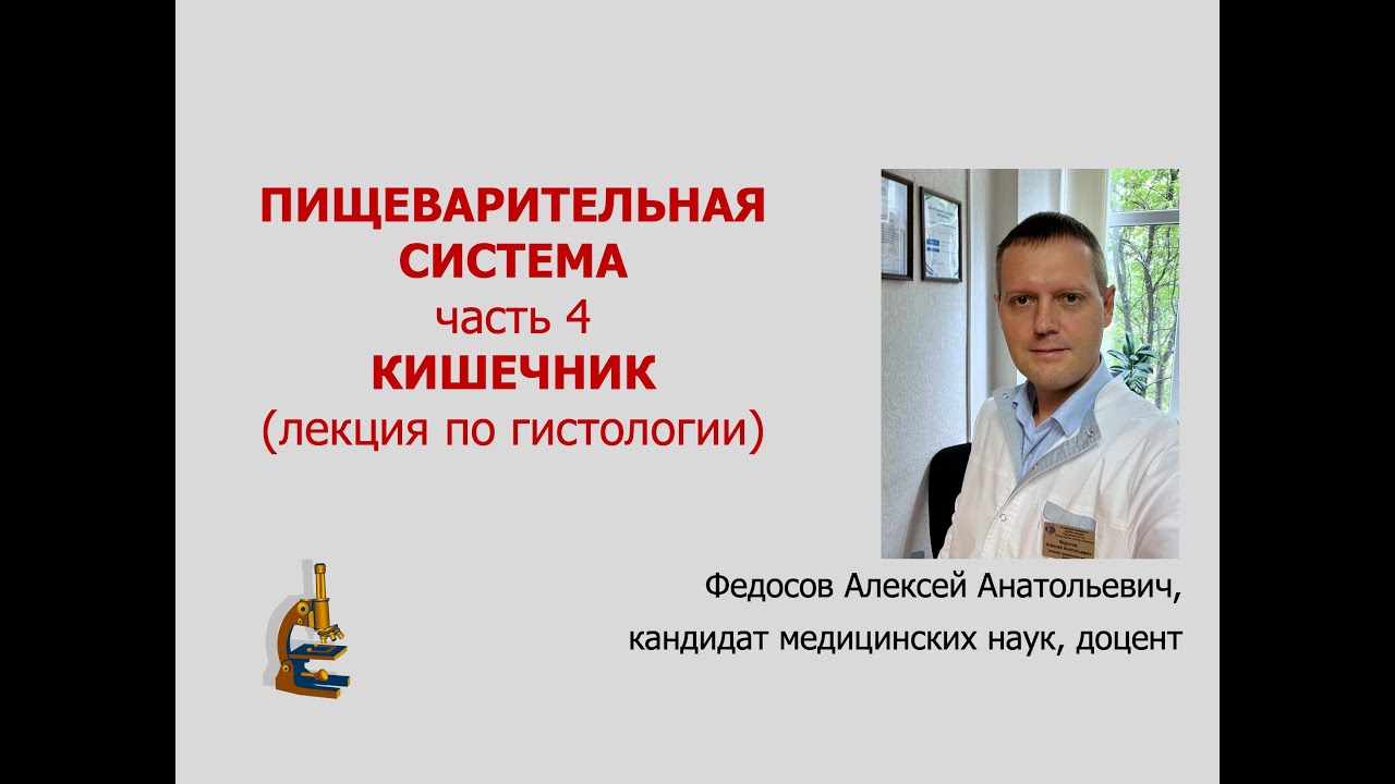 ПИЩЕВАРИТЕЛЬНАЯ СИСТЕМА 4. КИШЕЧНИК (лекция по гистологии)