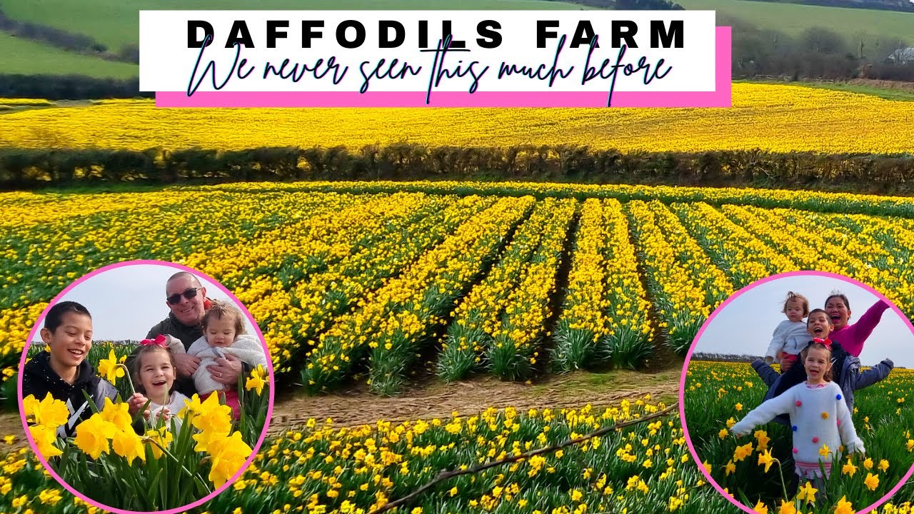 DAFFODILS FARM | ENGLAND | SPRING 2022 |BRITISH/FILIPINAFAMILY