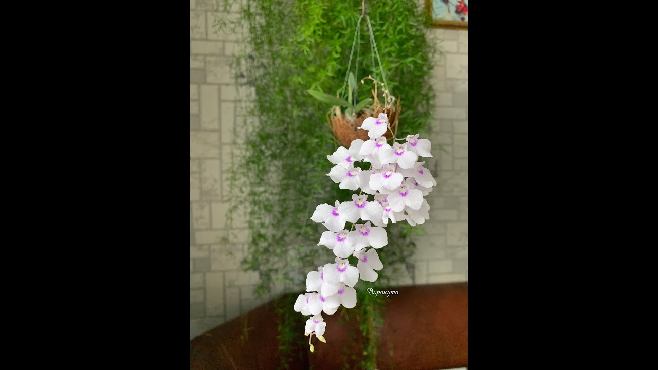 Ionopsis utricularioides.