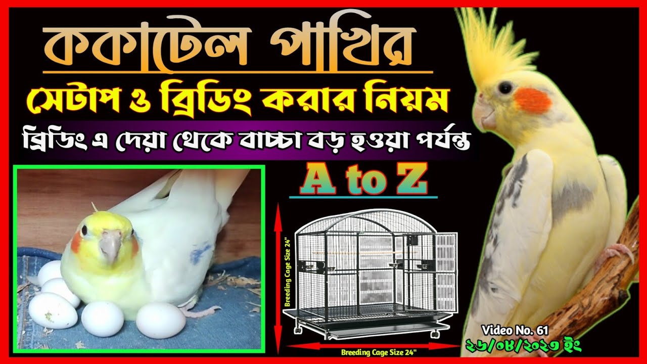 ককাটেল পাখির সেটাপ ও ব্রিডিং করার নিয়ম | কত মাপের খাচায় ককাটেল পালন করবেন || ককাটেল পাখি পালন পদ্ধতি
