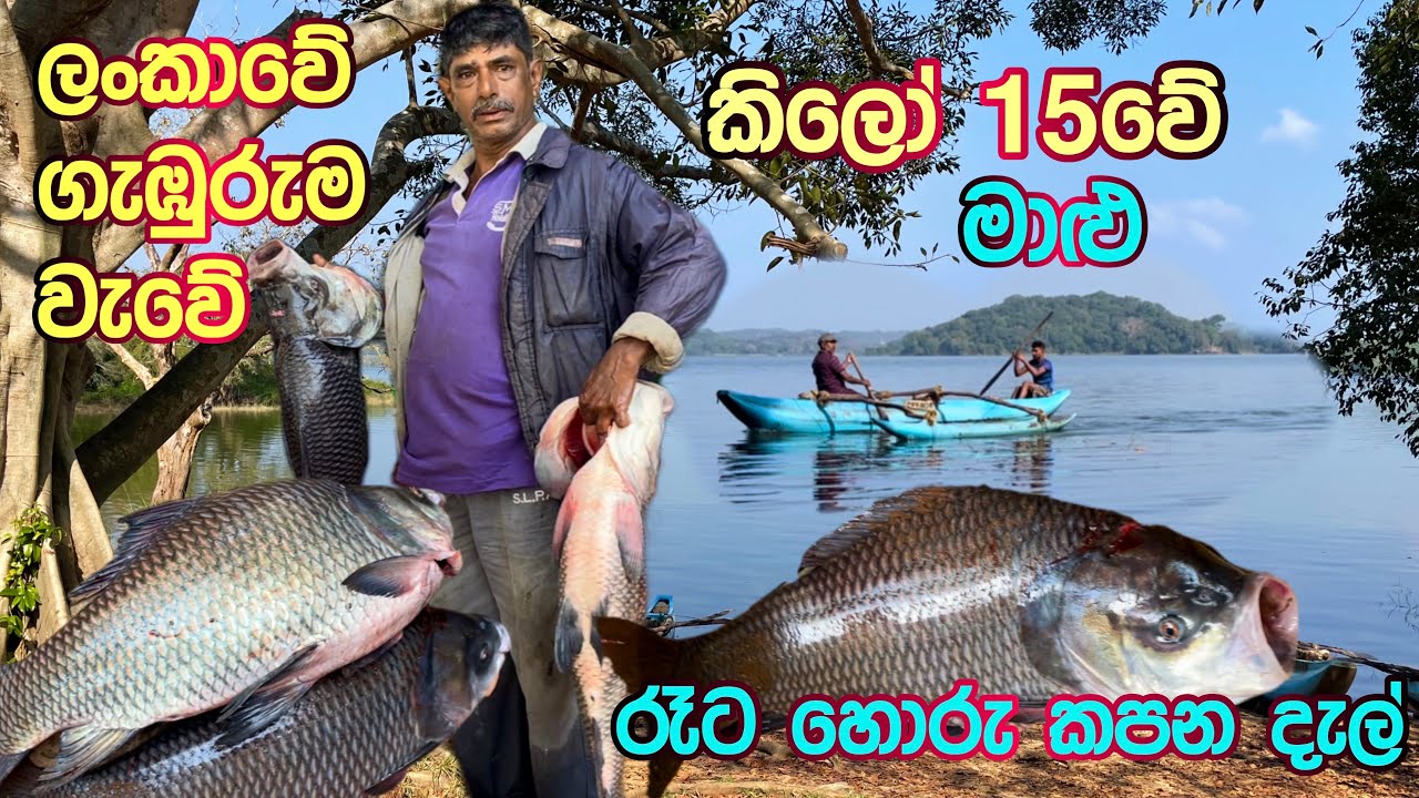 ලංකාවෙ ගැඹුරුම වැවේ මාළු අල්ලන ගිරිතලේ ධීවරයෝ| People Fishing In The Deepest Lake | Giritale Lake