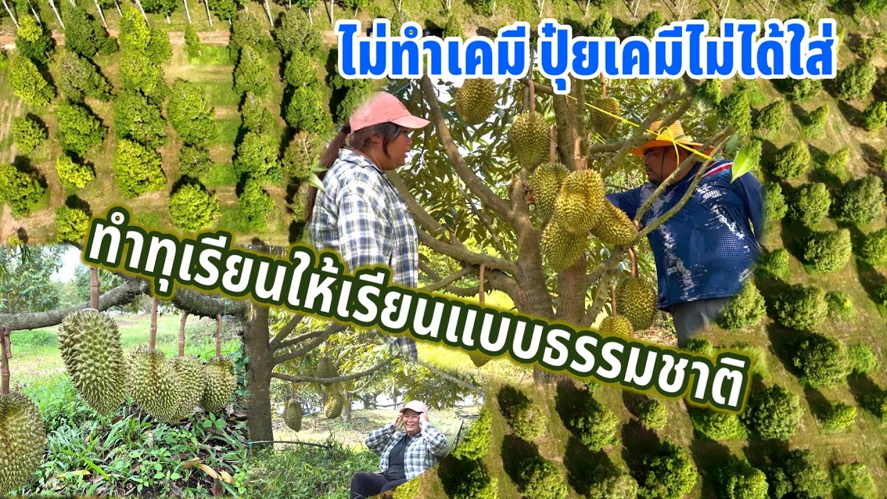 ทำต้นทุเรียนให้เรียนแบบธรรมชาติหยุดเคมีข้อเสียข้อดีที่ได้เป็นแบบไหน #ทุเรียนหมอนทอง #ทุเรียนธรรมชาติ