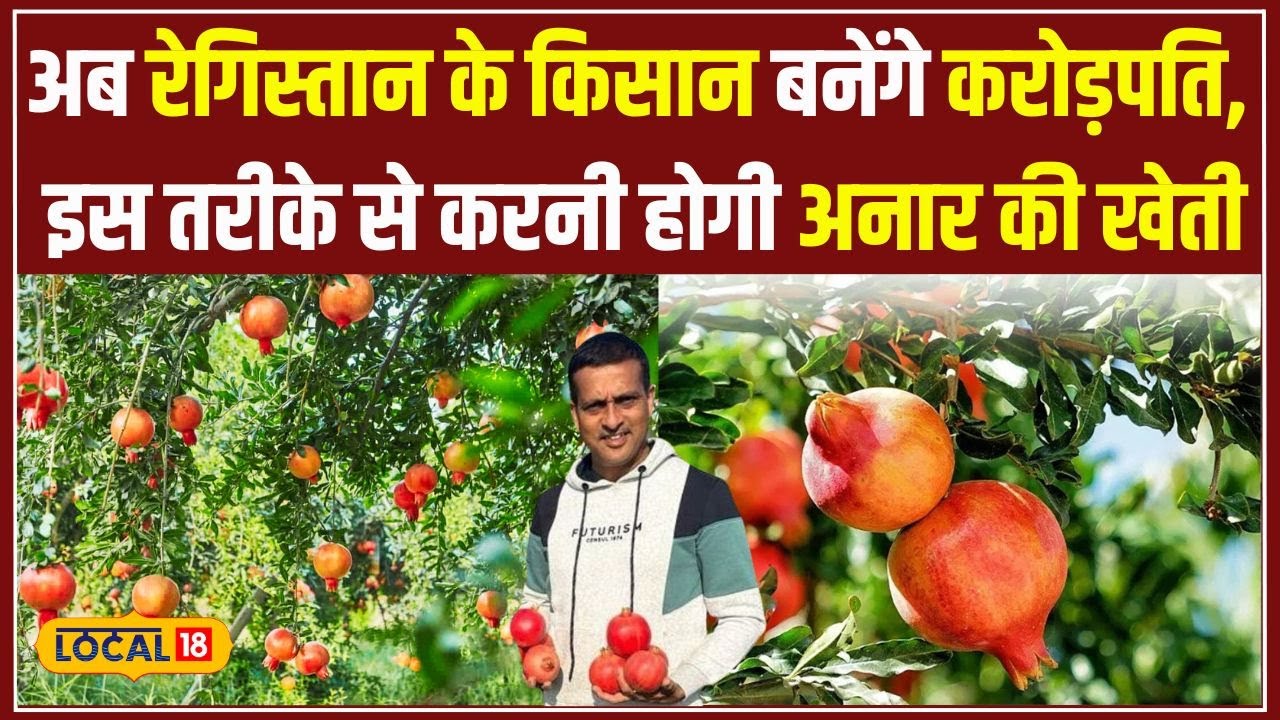 Rajasthan में Anar ki Kheti से बनी किसानों की किस्मत! जानिए कैसे हो रही लाखों की कमाई! #local18