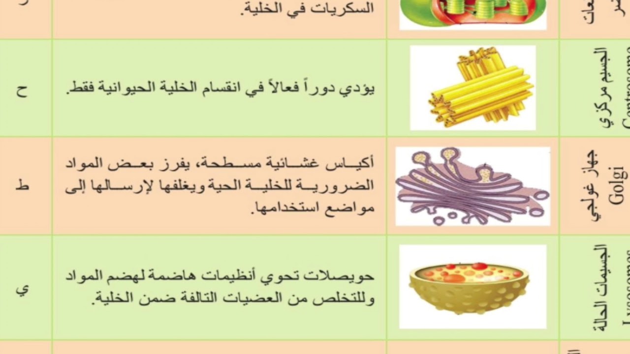 الخلية النباتية والحيوانية