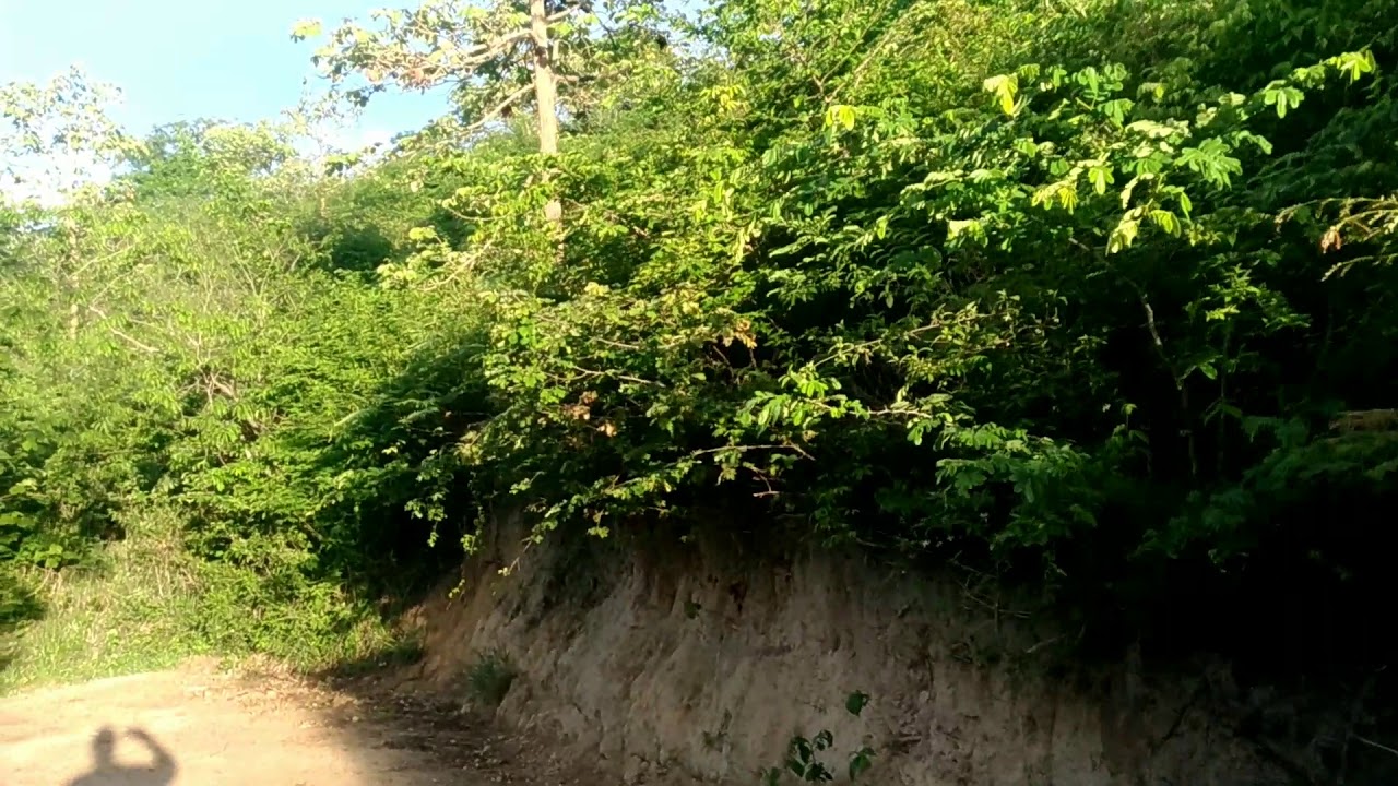 Manejo 16 ,Canil Negreiros