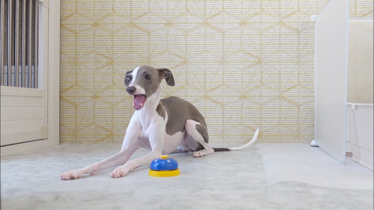 オテができない妹犬にベルを教えてみた結果www【イタグレ】