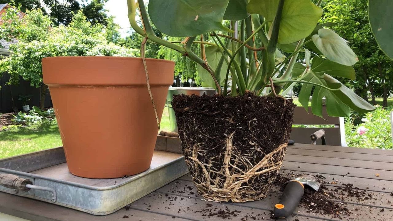 🪴 Пересадка Монстеры деликатесной 👩‍🌾