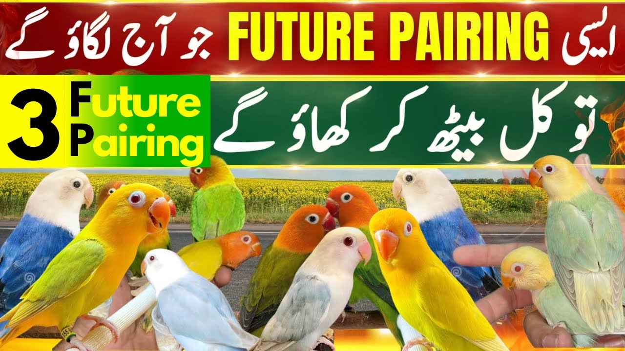 3 Future Pairing of Lovebird | 3 Best Future Pairing | Cheapest Pairing For Higher Mutation Lovebird