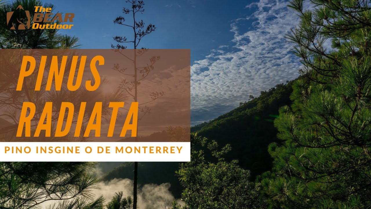 Pinus Radiata | Pino Insigne o Pino de Monterrey 🌲