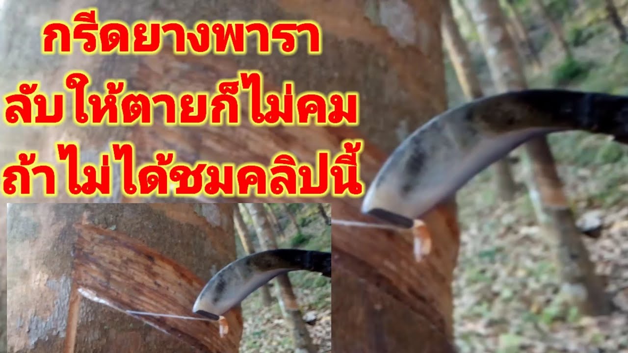 #เทคนิคการลับมีดกรีดยางพารา#ให้คมกริบแบบรายละเอียดชมคลิปนี้ครับ#มือไหม่