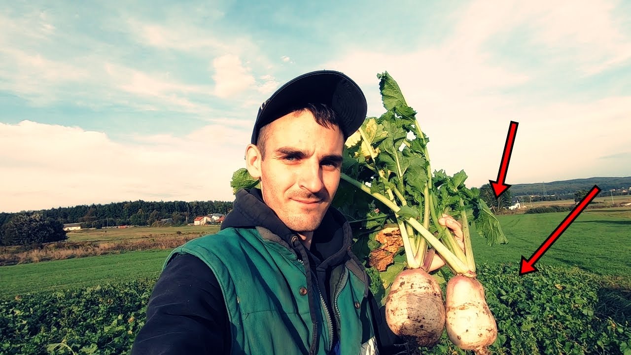 ⭐ Plantacja Rzepy Jak Marzenie⭐ Rekordowy Plon⭐