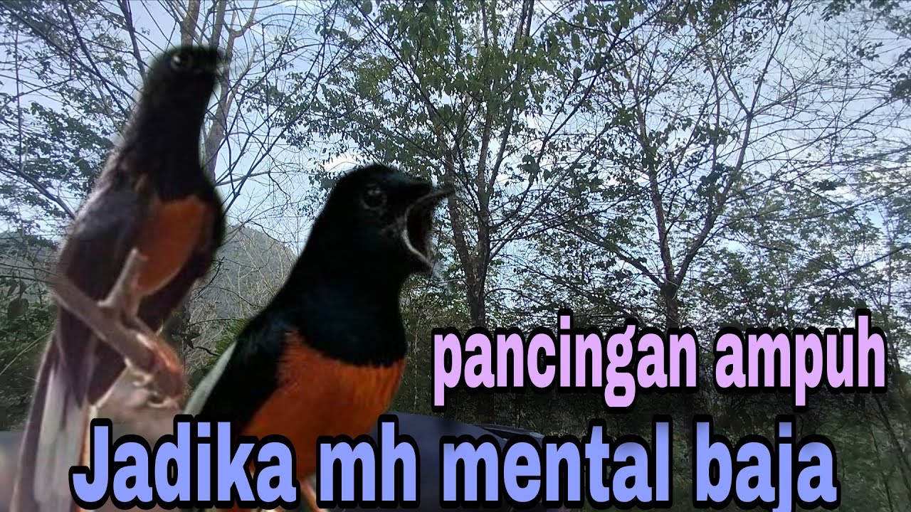 Terapi murai batu malas bunyi pasti respon dengan terapi ini#terapimuraimacet