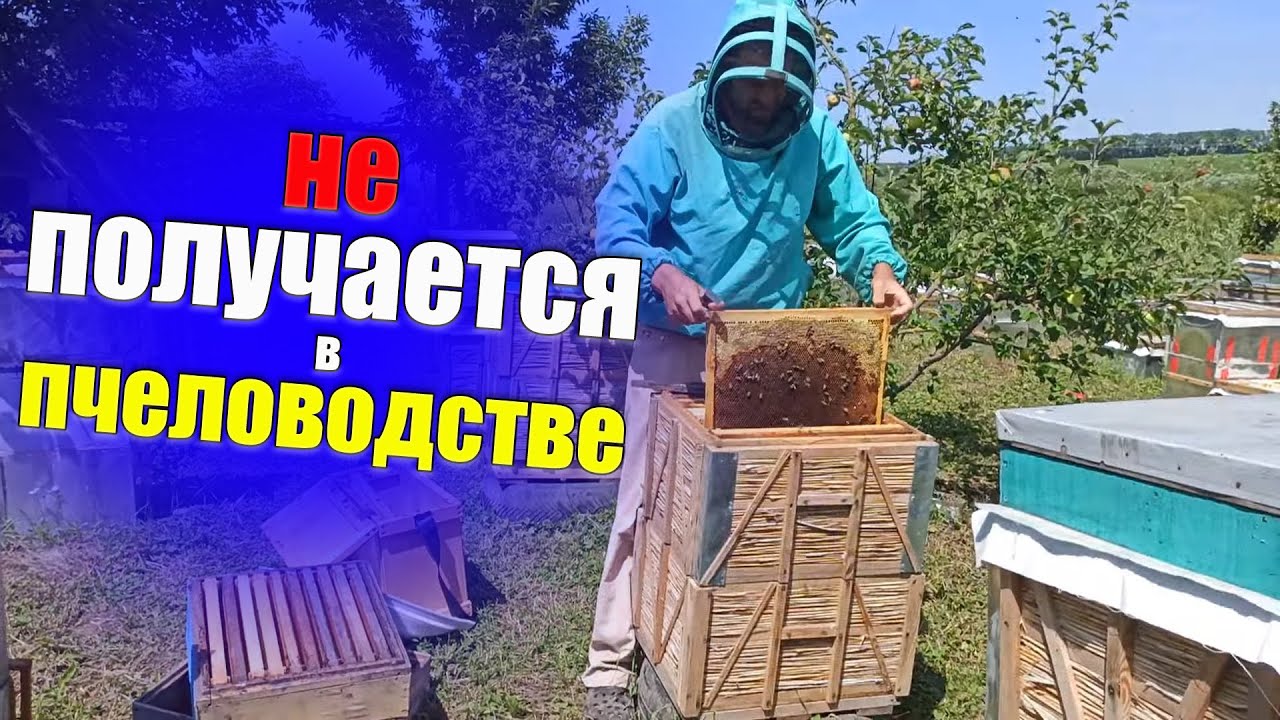 Четыре правила успеха в пчеловодстве
