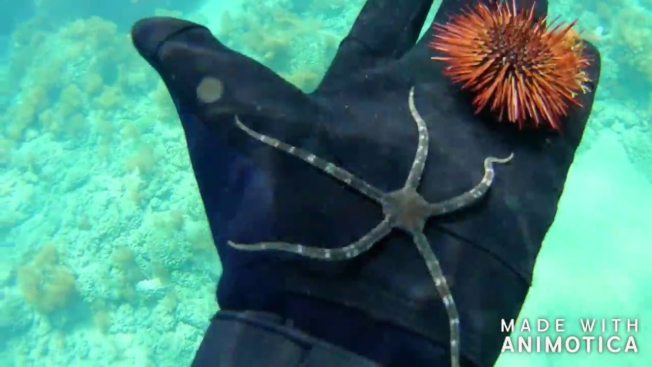 Ο Οφιόδερμος εύθραυστος αστερίας - Τhe Snake brittle star