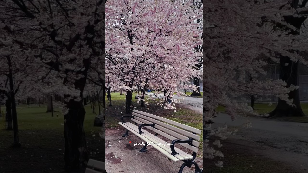 #TorontoBlooms #TrinityBellwoods#SpringVibes#cherryblossom #cherrybloom#toronto🌸