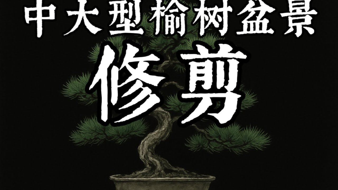「冬季」中大型榆树盆景修剪