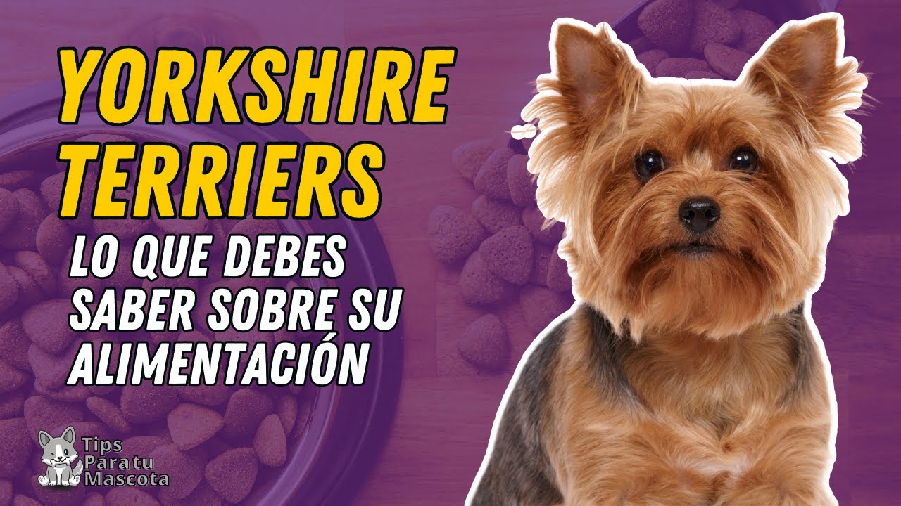 🐾🐶Alimentación Yorkshire Terriers