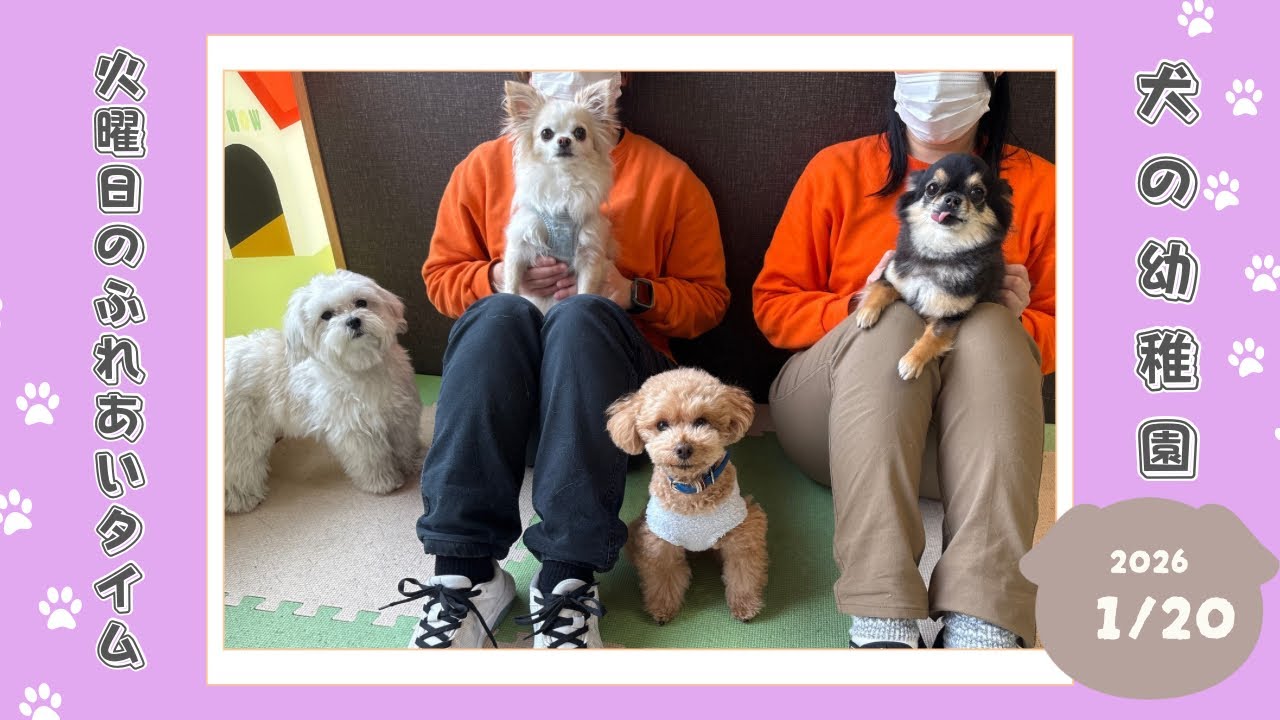 【犬の幼稚園】わんわんようちえん　火曜日のふれあいタイム