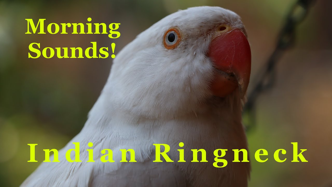 Indian Ringneck Alexandrine Parakeet Amazon Parrot Sounds! - What My House Sounds Like Every Morning