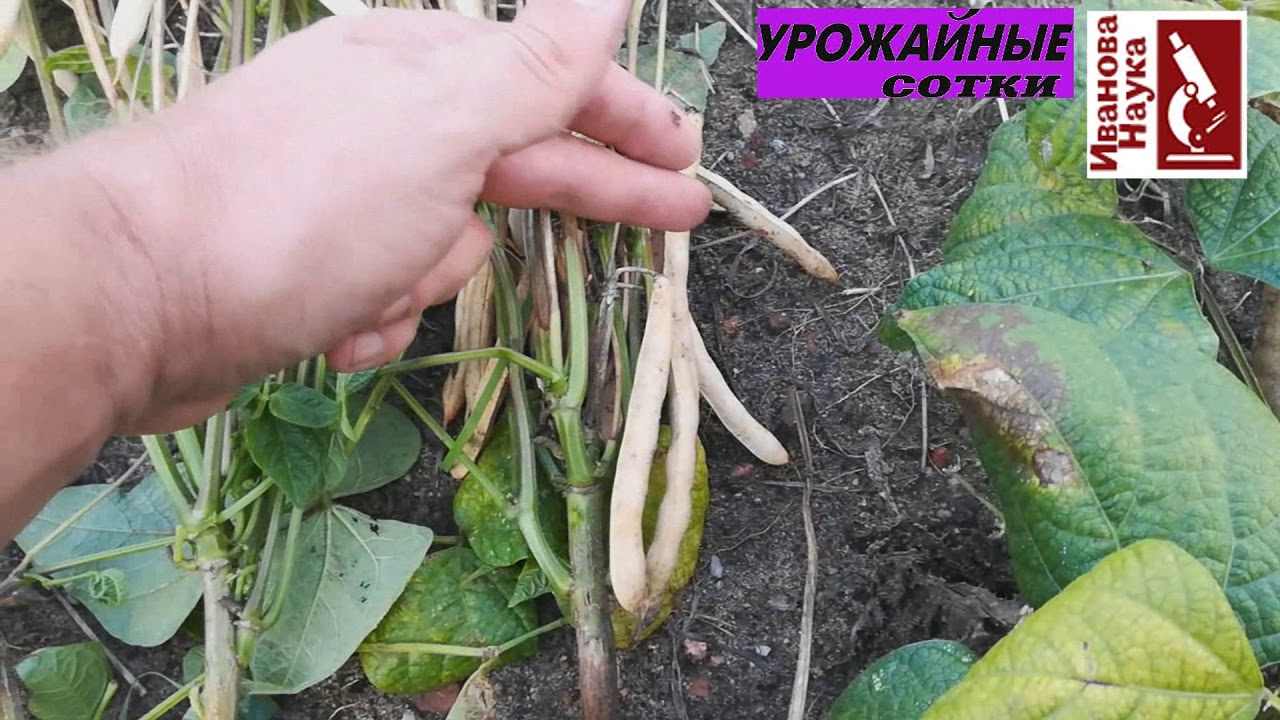 Новые сорта: создание и оценка. Моё любимое хобби - фасоль.