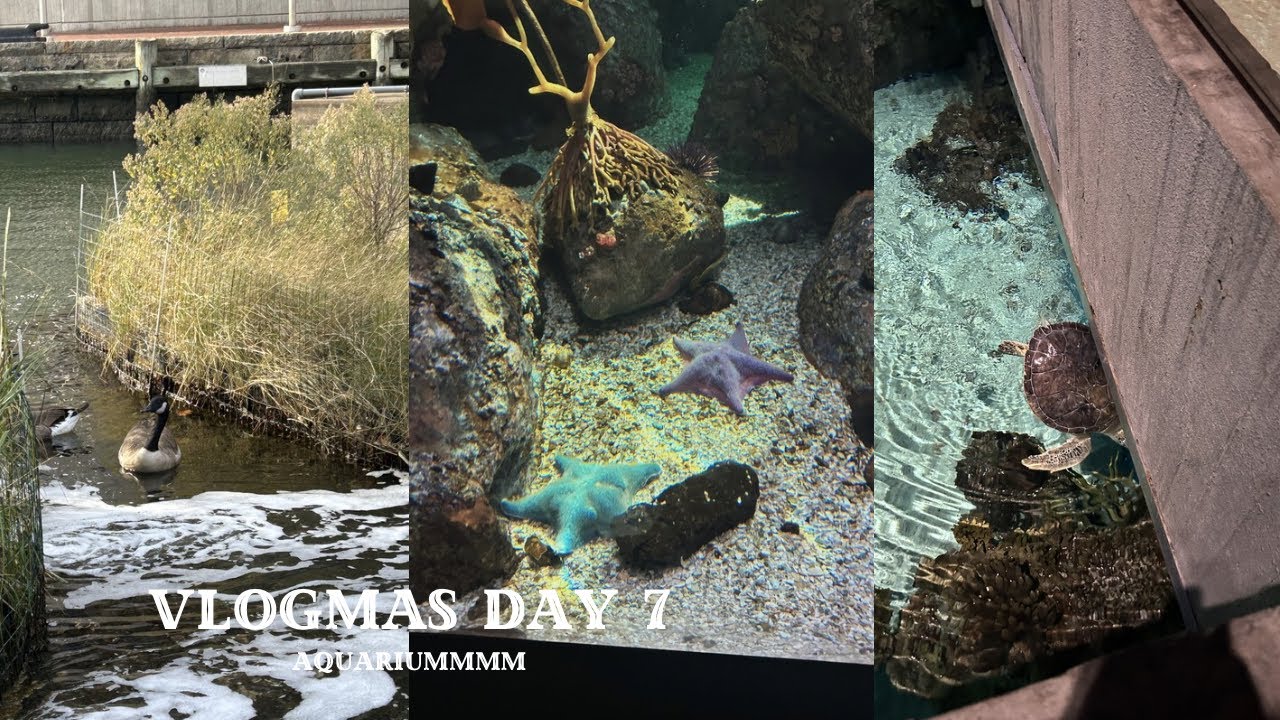 aquarium ~ 12/7/25 vlogmas