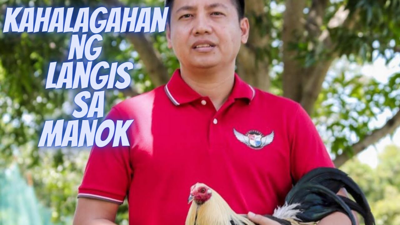 Usapang Sabong :Kahalagahan ng Oil Sa Ating Manok [ Pangpa Lusog At Lakas ]