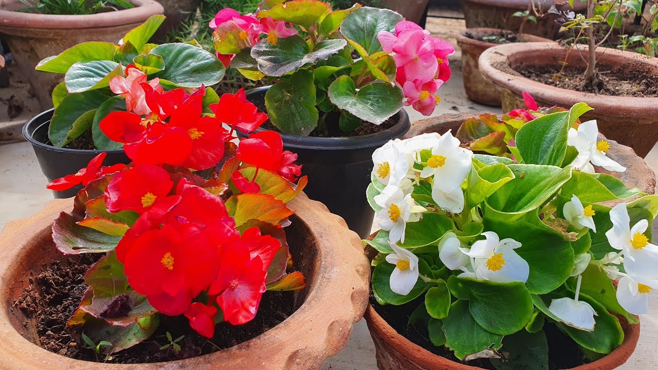 646: Wax Begonia 🪴लगाते समय इन बातों का रखे ध्यान