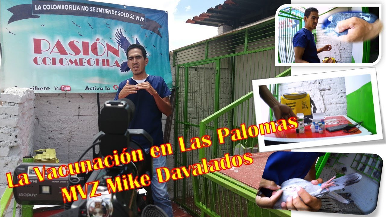 La Vacunación en las Palomas por el MVZ Mike Davalos