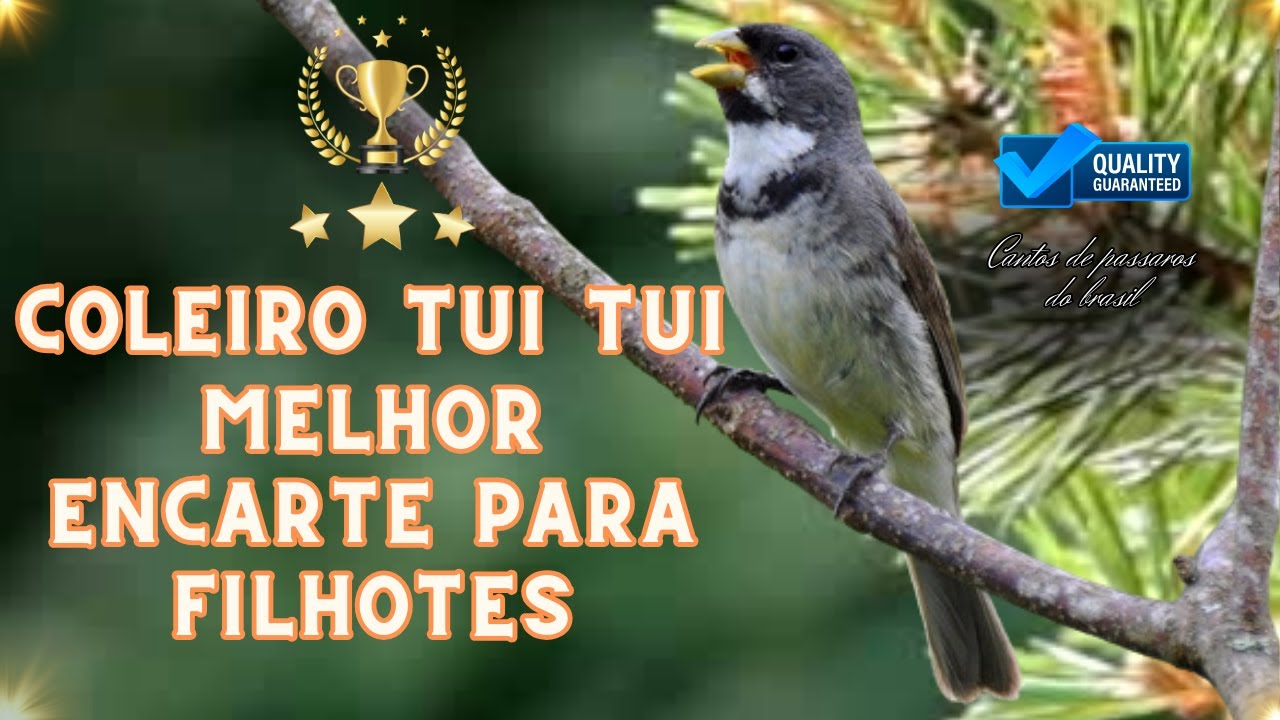 Tui Tui esse é brabo!