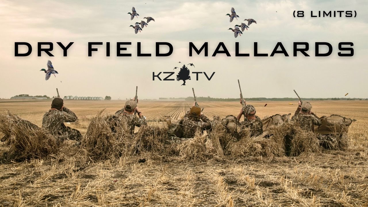 Dry Field Mallards!! (Insane Layout Hunt) K Zone TV: Alberta Season 4